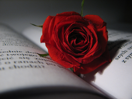 Rose and book