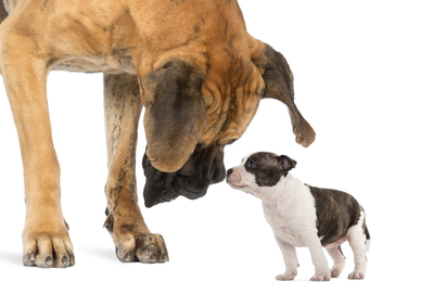 Great Dane looking at an American Staffordshire puppy, isolated on white