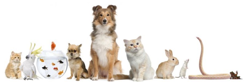 Pet Tips Everyone Ought To Understand 2